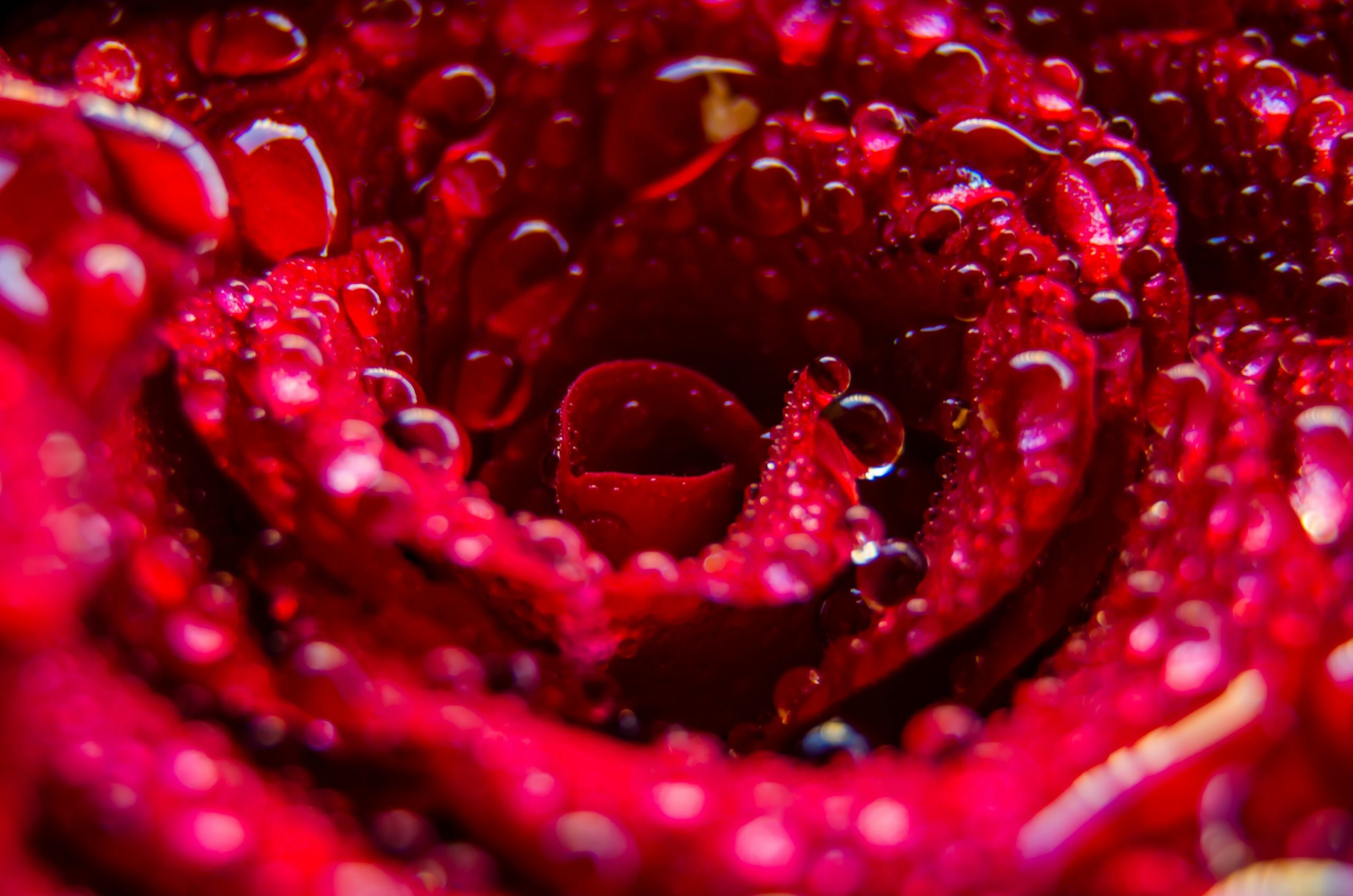 rose avec gouttes d'eau
